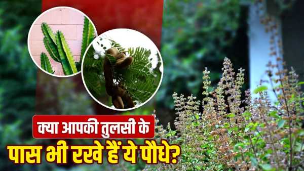 Vastu Tips for Tulsi Plant: Do not keep these plants near Tulsi, otherwise there may be bitterness in relationships!