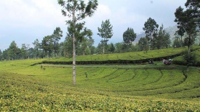 Perkebunan teh Tambi, Wonosobo, Jawa Tengah.