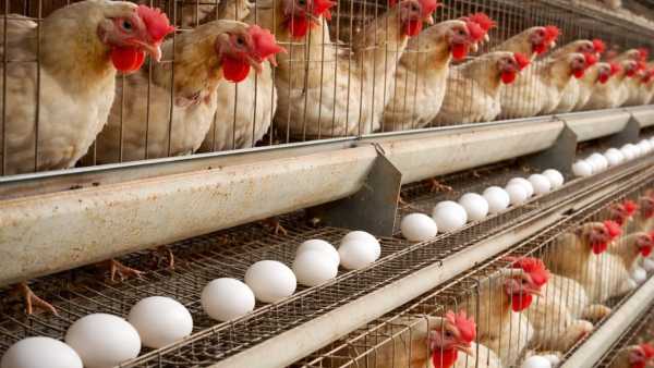 How Tamil Nadu Namakkal Became Egg City Of India Export Kuwait Qatar To Malaysia