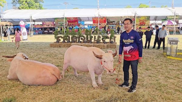 เพื่อนตัวเล็ก - ‘น้องต้นข้าว’ตะมุตะมิ ควายเผือกแคระสุดน่ารัก