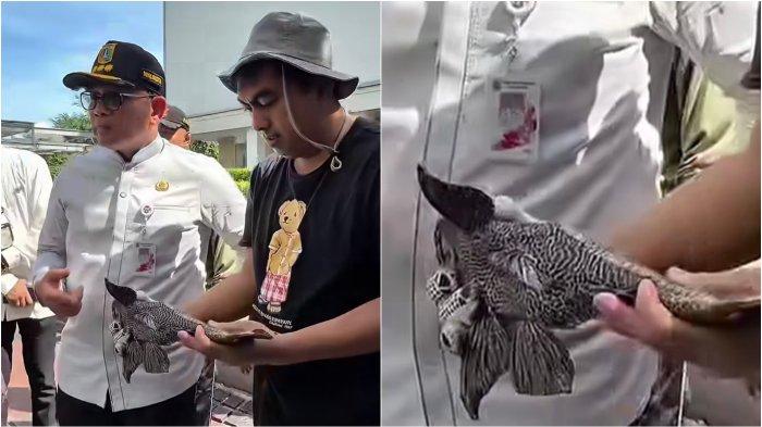 IKAN SAPU-SAPU - Wali Kota Jakarta Pusat Arifin bersama memperlihatkan ikan sapu-sapu yang berhasil ditangkap dari aliran Kali Cideng yang berada dekat mal kawasan Bundaran HI, Jakarta Pusat, Jumat (10/4/2026).