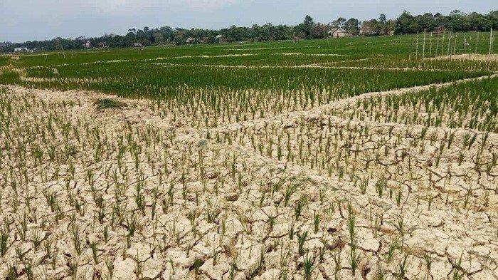LURUSKAN ISU - Ilustrasi kekeringan lahan sawah. Direktur Perubahan Iklim BMKG, Fachri Radjab, menjelaskan musim kemarau tahun 2026 memang diprediksi lebih kering dibandingkan kondisi normal. Namun, ia menekankan tingkat kekeringannya tidak mencapai level ekstrem sebagaimana narasi yang beredar. 