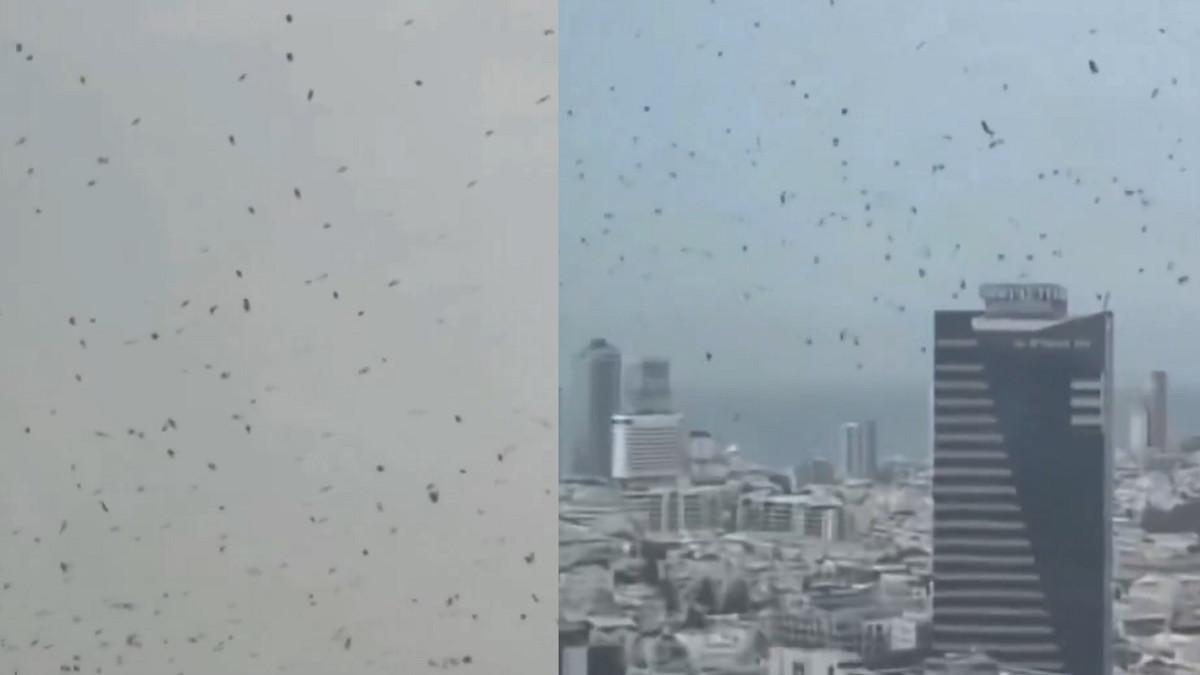 BURUNG GAGAK MIGRASI - Capture unggahan X tunjukkan kawanan burung gagak terbang di langit kota Tel Aviv, Israel