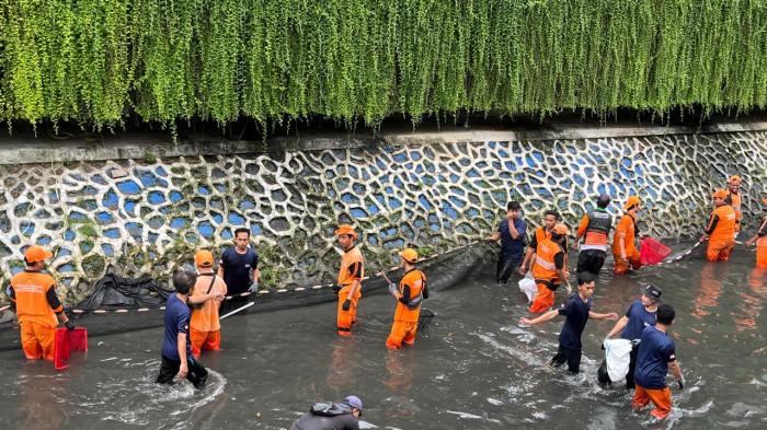 GEREBEK IKAN SAPU-SAPU - Puluhan petugas tampak tengah memburu ikan sapu-sapu di aliran Kali Cideng, tepatnya berada di depan Plaza Indonesia, Tanah Abang, Jakarta Pusat.