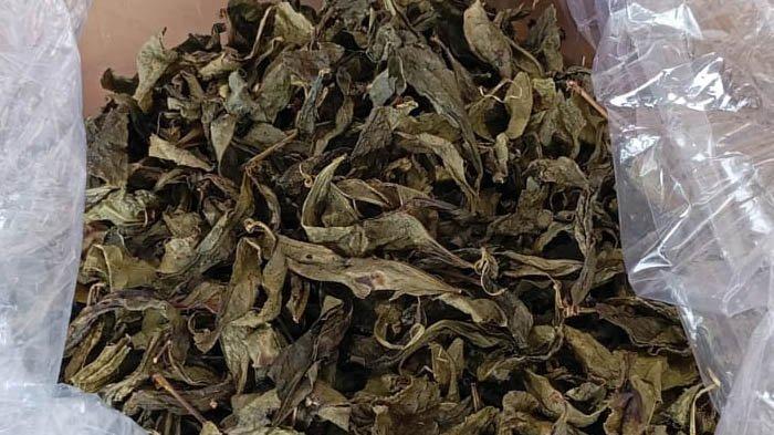 Teh Tayu merupakan minuman herbal khas dari Desa Ketap, Kecamatan Jebus, Kabupaten Bangka Barat.