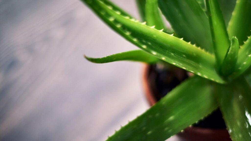 Ilustrasi Aloe vera