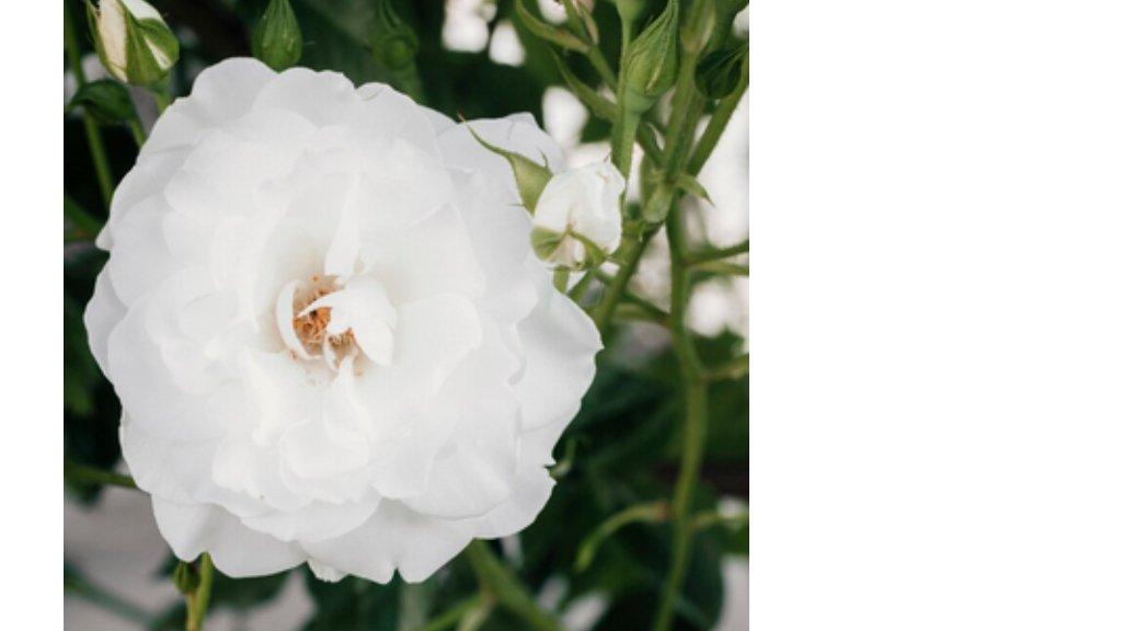 Ilustrasi Gardenia
