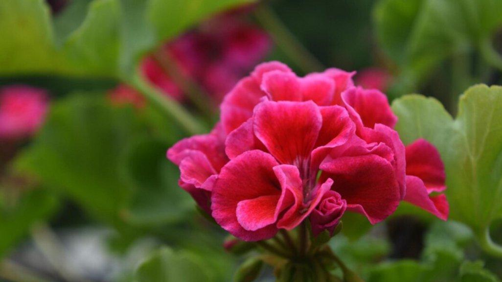 Ilustrasi Geranium