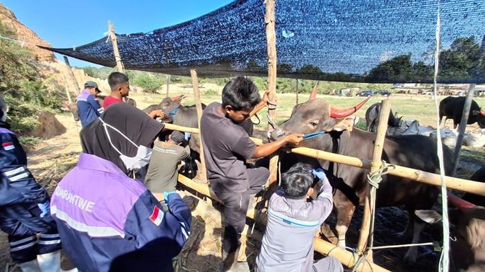 PENGAMBILAN SAMPEL - Tampak tim paramedik dan medik dari BKHIT mengambil sampel darah ke sapi yang akan dikurbankan lokasi di wilayah Pasir Putih Kelurahan Karang Anyar Kota Tarakan, Sabtu (17/4/2026) sore. TRIBUNKALTARA.COM/ANDI PAUSIAH