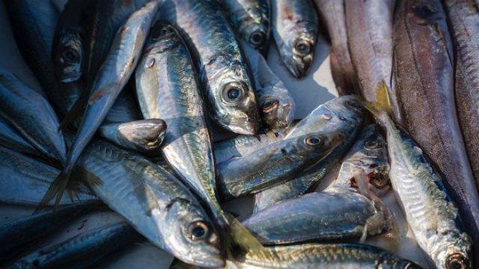 Ilustrasi - Ikan sarden, jenis ikan kaya akan kalsium