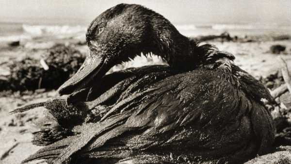 Santa Barbara Oil Spill Inspired This