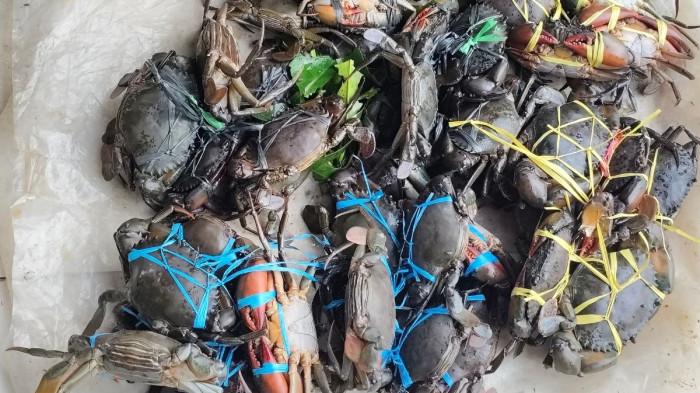 Kepiting segar dari Kampung Patimburak Distrik Kokas