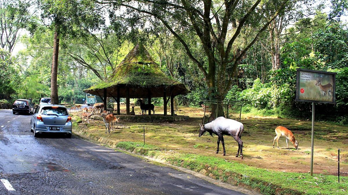 Panduan lengkap cara ke Taman Safari Bogor dari Jakarta naik KRL dan angkot, cocok untuk liburan hemat.