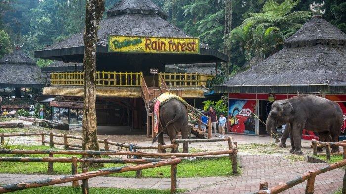Mau ke Taman Safari Bogor tanpa mobil? Simak rute dari Jakarta plus info tiket terbaru April 2026.