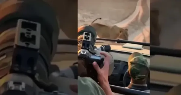 सफारीच्या समोर सिंह