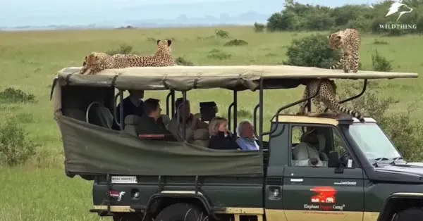 वन्य-प्राणी-सफारी