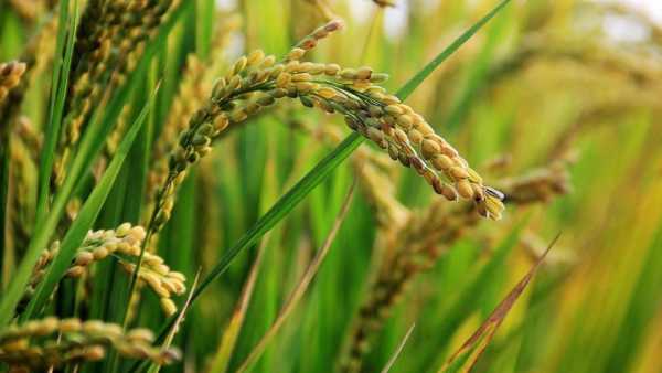 Rice Production
