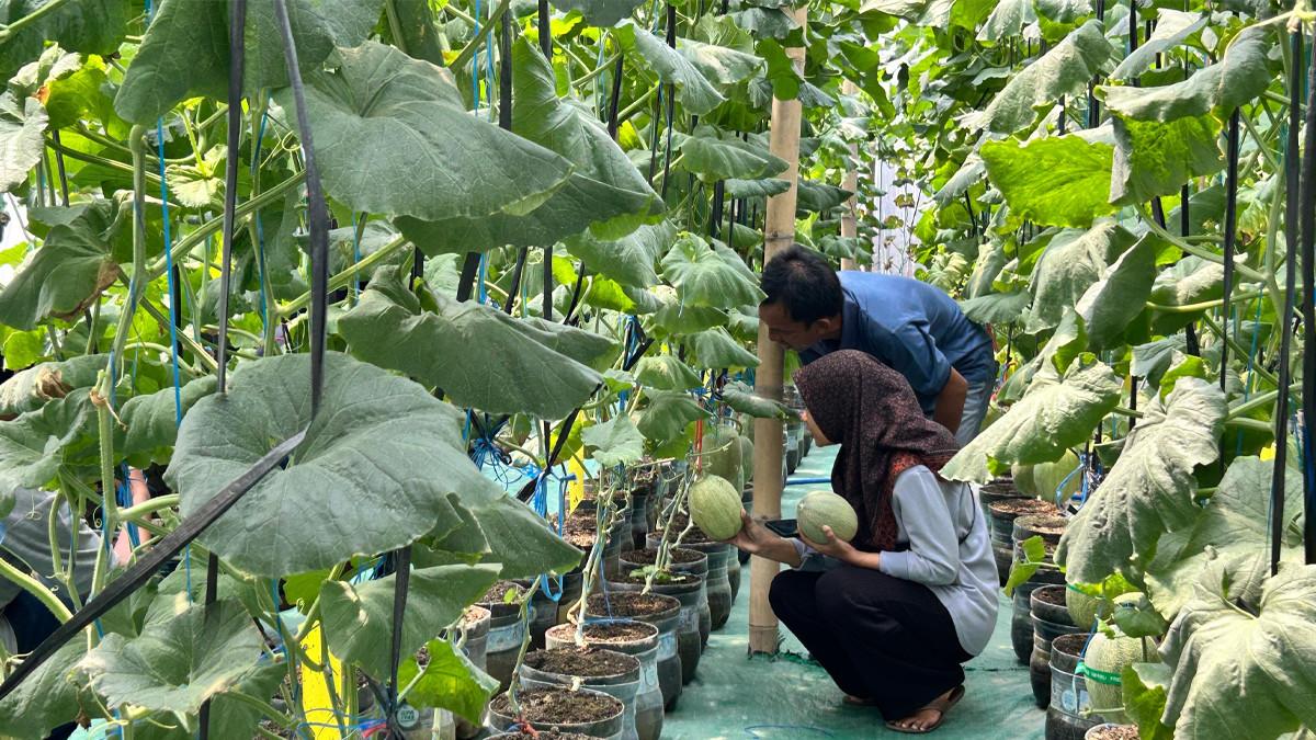 WISATA DI KLATEN - Warga memetik melon langsung dari tanaman di dalam greenhouse BUMDes Maju Makmur, Desa Ketitang, Kecamatan Juwiring, Klaten dengan latar tanaman hijau lebat.