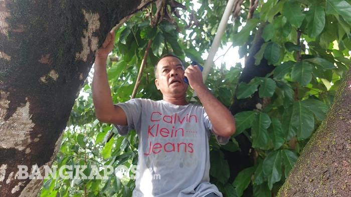 SUSAH SINYAL -- Alayanto (53) warga Dusun I, Air Ibul, Desa Belo Laut memanjat pohon rambutan untuk mencari sinyal telepon, Senin (20/4/2026)
