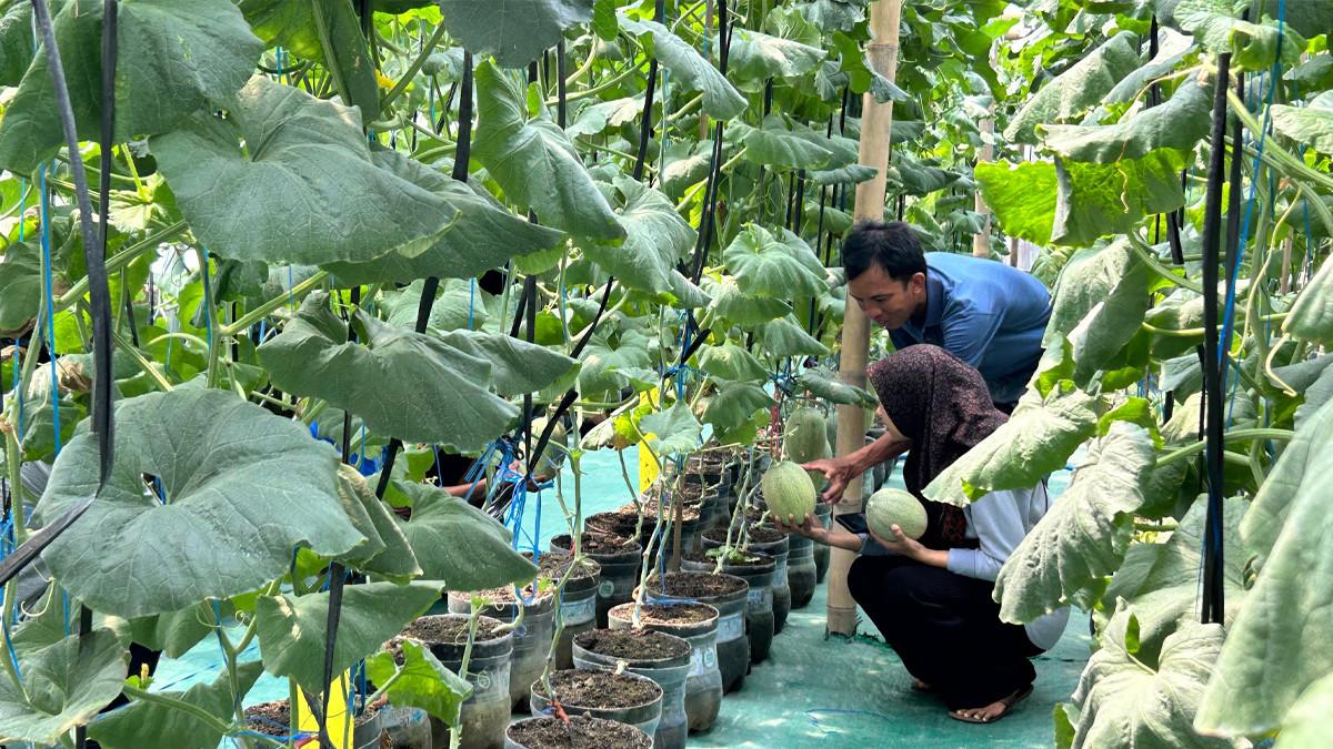 WISATA DI KLATEN - Pengunjung memilih melon langsung dari tanaman di dalam greenhouse BUMDes Maju Makmur, Klaten, pada hari pembukaan wisata.