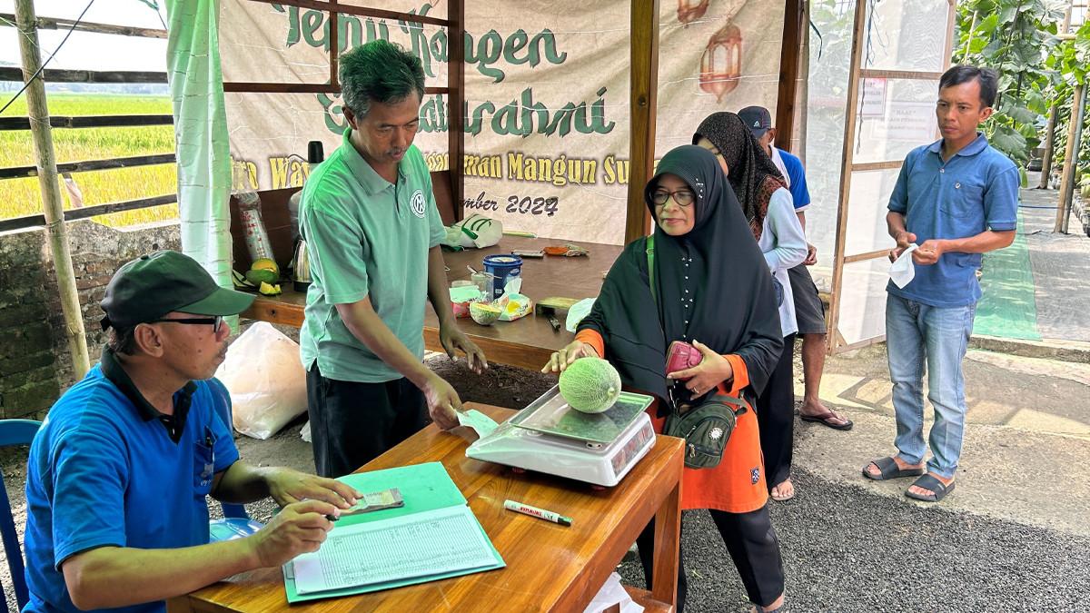 WISATA DI KLATEN - Suasana greenhouse sederhana BUMDes Maju Makmur, Desa Ketitang, Kecamatan Juwiring, Klaten yang memanfaatkan barang bekas sebagai media tanam melon premium.