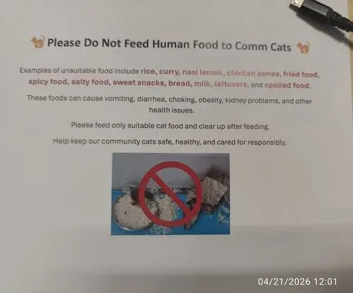 Heboh! Nasi Lemak Disajikan untuk Makanan Kucing, Netizen Emosi