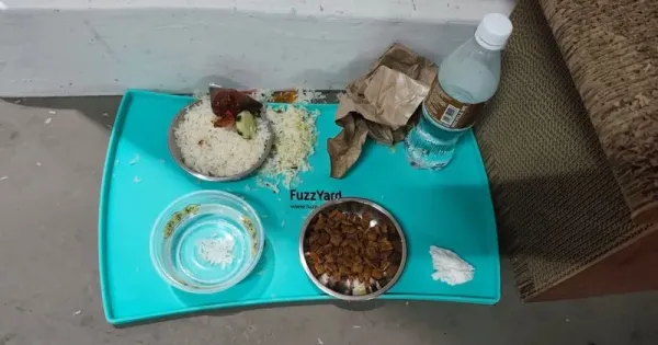Heboh! Nasi Lemak Disajikan untuk Makanan Kucing, Netizen Emosi