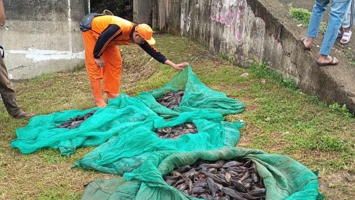 PEMUSNAHAN IKAN - Tumpukan Ikan sapu-sapu yang ditangkap di kawasan aliran Kali Ciliwung, Kramat Jati, Jumat (17/4/2026).