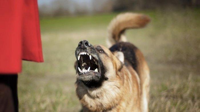 Ilustrasi anjing galak. Warga Bulukumba geger lantaran ada serangan anjing gila, korban gigitan jalani perawatan di rumah sakit