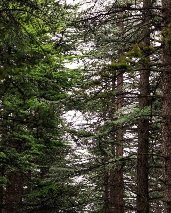 Lebanon Forest