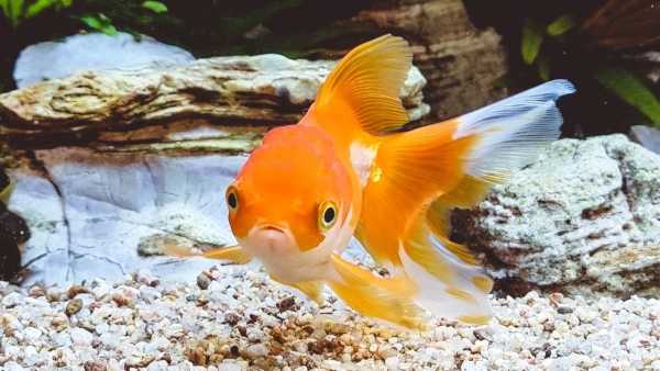 How To Keep Fish In House Aquarium