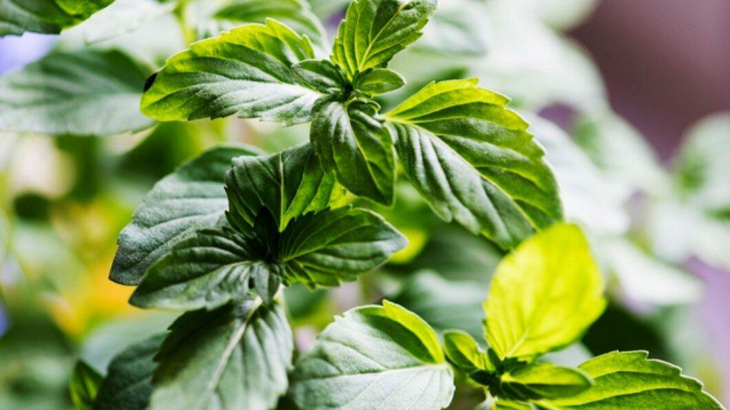 Ilustrasi daun Mint