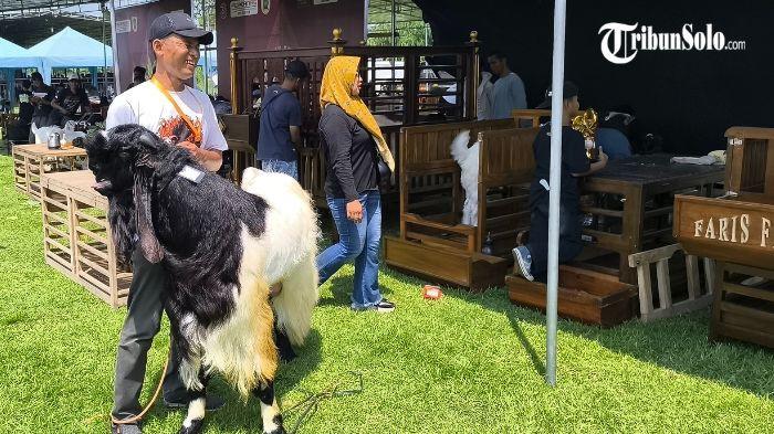 Kambing Kaligesing milik Nanang Kosim (45) dari kandang Pangupo Joyo Farm