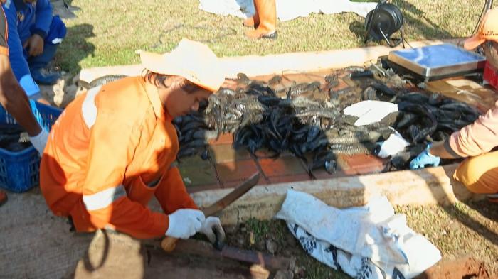 PEMUSNAHAN SAPU-SAPU - Petugas Pemkot Jakarta Timur saat melakukan pemusnahan ikan sapu-sapu hasil tangkapan di Waduk Kaja, Ciracas, Jumat (24/4/2026). TRIBUNJAKARTA.COM/BIMA PUTRA
