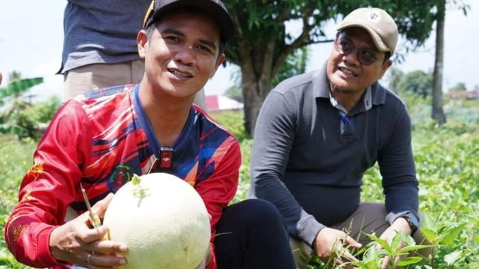 KETAHANAN PANGAN - Bupati Nunukan, Irwan Sabri, terlihat ikut panen buah melon saat kunjungan ke kebun milik petani di Sungai Lancang, Kelurahan Tanjung Harapan, Sabtu (25/4/2026). Irwan Sabri memuji rasa manis melon sekaligus menyerap aspirasi petani terkait akses jalan dan pemasaran hasil panen. (TribunKaltara.com/Istimewa-Prokopim)