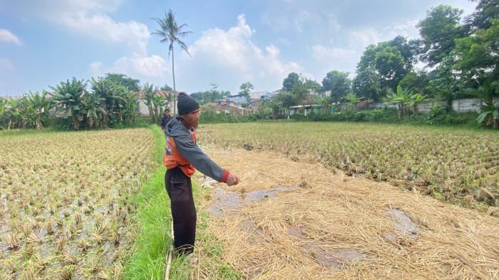 LOKASI PADI HILANG - Oka Sukmana saat menunjukkan lokasi padi yang hilang dicuri, Senin (27/4/2026).