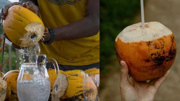 Coconut Interesting Facts