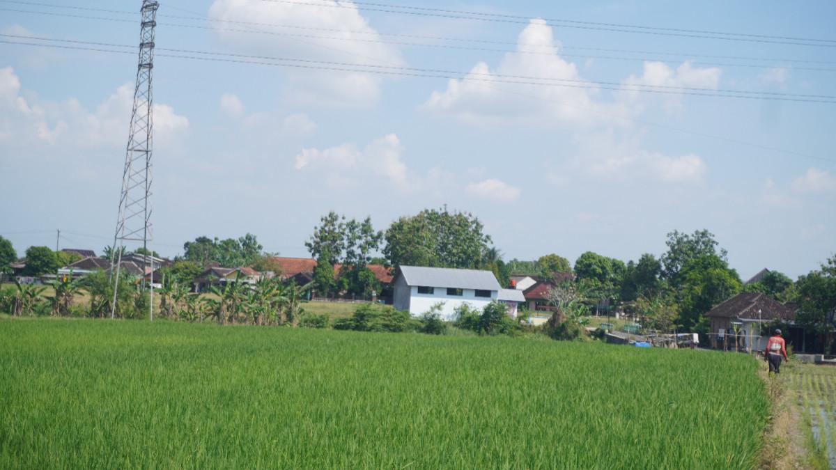 SUASANA PERSAWAHAN AREA DEKAT TOL SOLO-YOGYAKARTA - Potret persawahan di Dusun Majegan, Desa Jembungan, Banyudono, Boyolali.