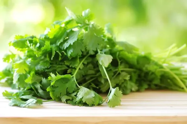 6 Tips Menyimpan Daun Ketumbar agar Segar Lebih Lama