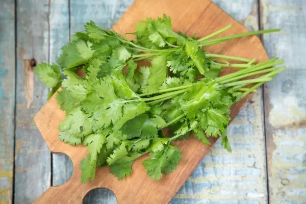 6 Tips Menyimpan Daun Ketumbar agar Segar Lebih Lama