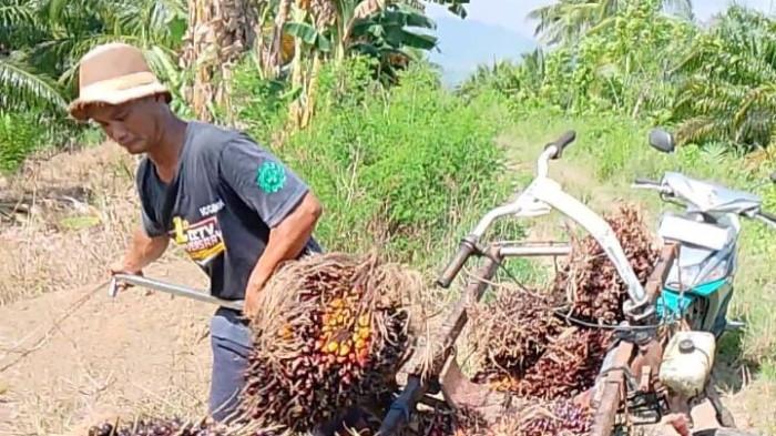 Bawa SAwit - Petani Sawit di mamuju Tengah mengangkut Tandan Buah Sawit menggunakan gerobak.