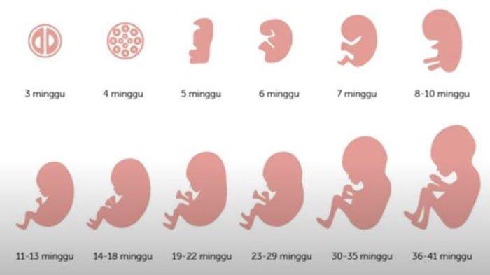 Berikut ini beberapa gambar sebagai referensi untuk membuat diagram alir tentang pertumbuhan dan perkembangan janin.