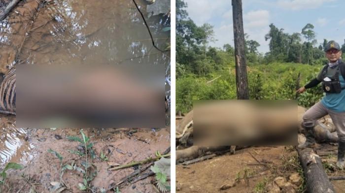 HARIMAU DAN GAJAH- Kapolda Bengkulu Irjen Pol Mardiyono memerintahkan jajarannya melakukan penyelidikan atas kematian dua ekor gajah liar yang ditemukan di wilayah konsesi PT Bentara Agra Timber (BAT), kawasan Hutan Produksi Air Teramang, Kabupaten Mukomuko, Provinsi Bengkulu, Jumat (1/5/2026). Bukan hanya gajah, Kapolda juga memerintahkan  jajarannya untuk mengecek laporan lain mengenai temuan bangkai harimau sumatera di wilayah Mukomuko.