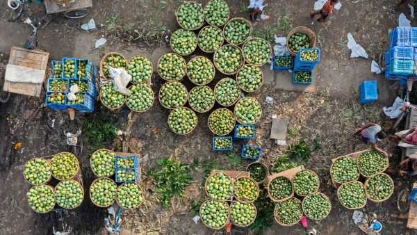Ripen Mangoes Without Chemicals Using These Traditional Methods