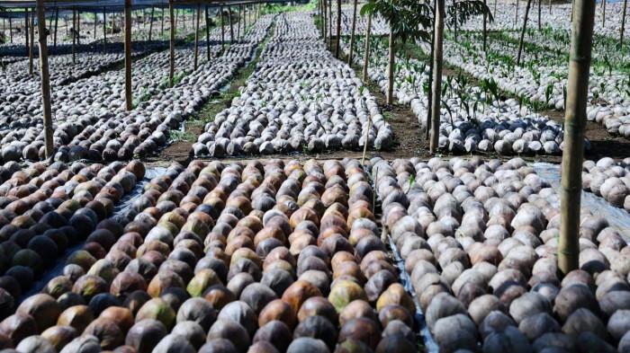 BANTUAN: Bibit Kelapa. Gubernur YSK dampingi Menteri Pertanian RI Andi Amran Sulaiman, saat melakukan kunjungan kerja di lokasi pembibitan Kelurahan Bengkol, Kota Manado, Sulawesi Utara, Jumat (1/5/2026). Pemerintah pusat melalui Kementerian Pertanian RI menyetujui bantuan bibit jagung untuk lahan seluas 15.000 hektare.