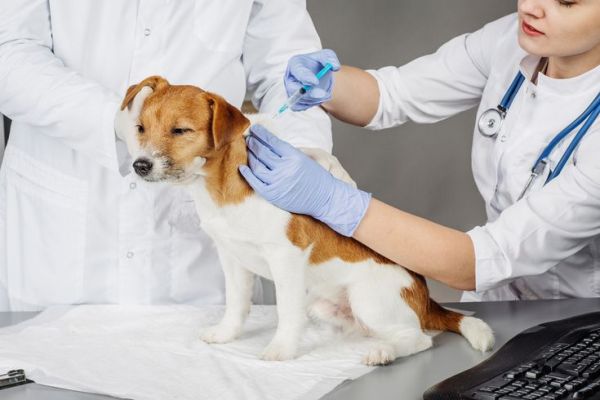 Pinterest\@Pet Health Tips