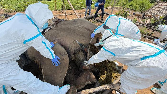 GAJAH - Tim gabungan dan dokter hewan saat melakukan pemeriksaan gajah yang mati di wilayah konsesi PT Bentara Agra Timber (BAT), kawasan Hutan Produksi Air Teramang, Kabupaten Mukomuko, Bengkulu, Jumat (1/5/2026). Dokter hewan diterjunkan BKSDA Bengkulu untuk mengungkap penyebab kematian dua gajah Sumatera di Mukomuko.