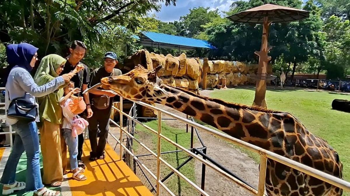 WISATA SURABAYA - Pengunjung tengah memberi makan jerapah yang menjadi salah satu koleksi satwa di Kebun Binatang Surabaya.