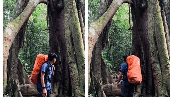 GERBANG KARIWAYA - Di lintasan treking menuju gubug Halau-halau, pendaki berfoto di Pohon Kariwaya besar yang unik, sebab bagian tengahnya menyerupai gerbang