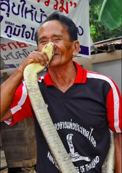 Desa Kobra